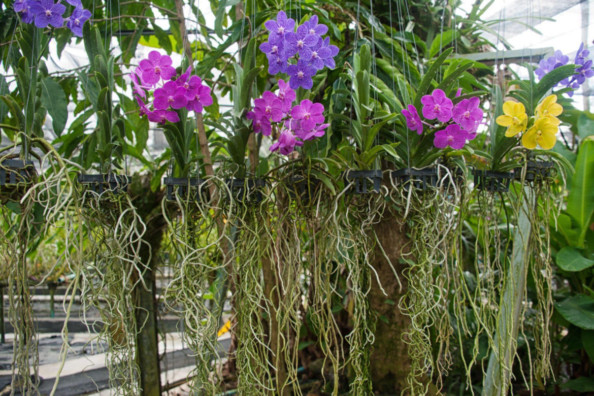 Storczyk Vanda