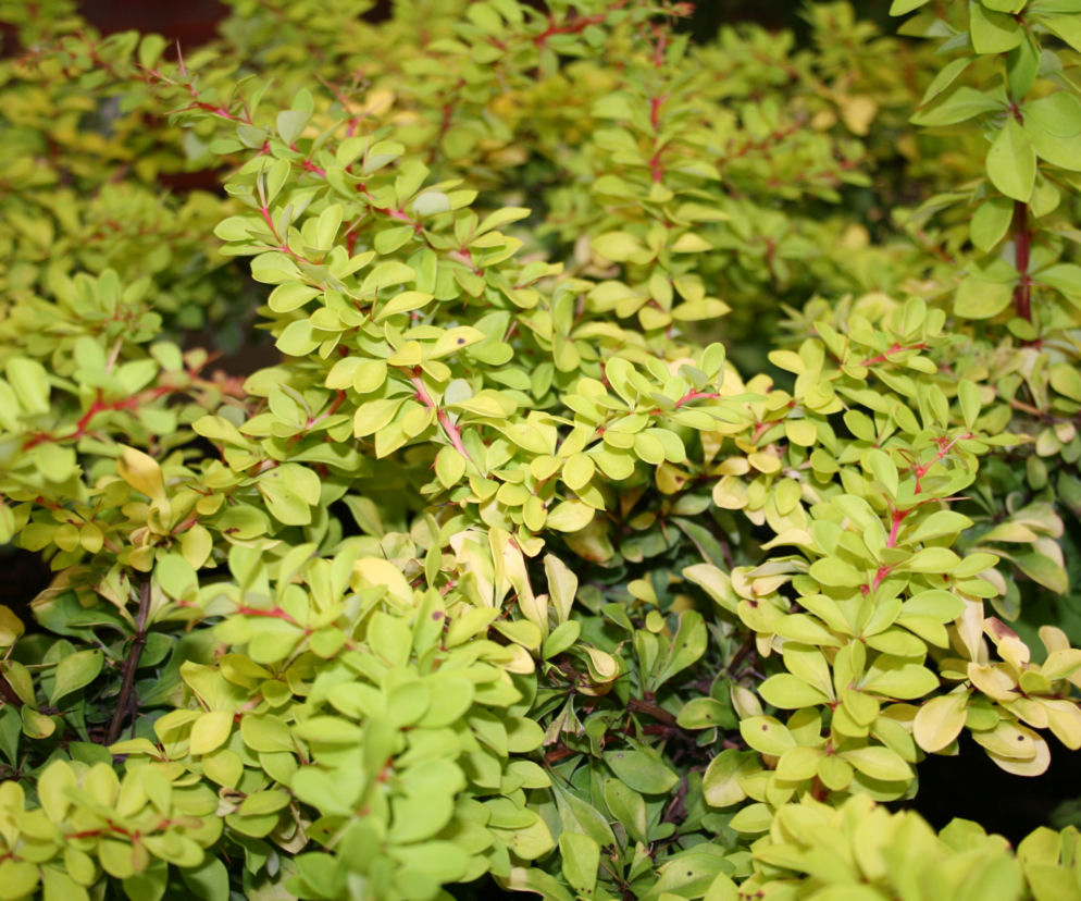 Berberys Thunberga ‘Diabolicum’