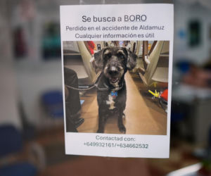 Pies ocalał z katastrofy w Hiszpanii. Trwają poszukiwania