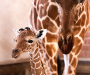 We wrocławskim zoo urodziła się żyrafa