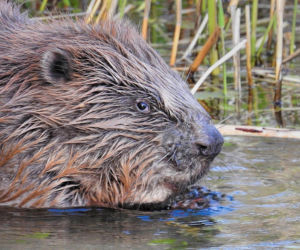 Bóbr - artysta z gminy Turawa niedługo zniszczy swoje dzieło