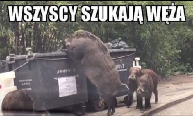 PYTON W MEMACH