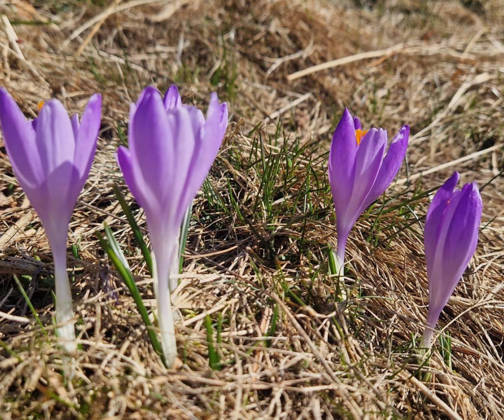 Krokusy Beskidy