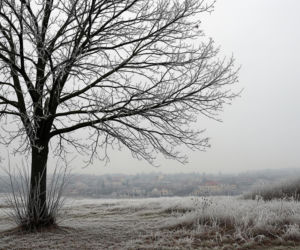 Pogoda Żagań 19.11.2025. Uwaga! Czy zima zaskoczy mieszkańców?