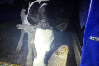 Szokujący incydent na drodze. Z dostawczaka wypadło cielę! Kierowca nawet nie zauważył