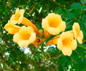 Ta roślina to znakomita alternatywa dla tui. Posadź w ogrodzie, a nie pożałujesz