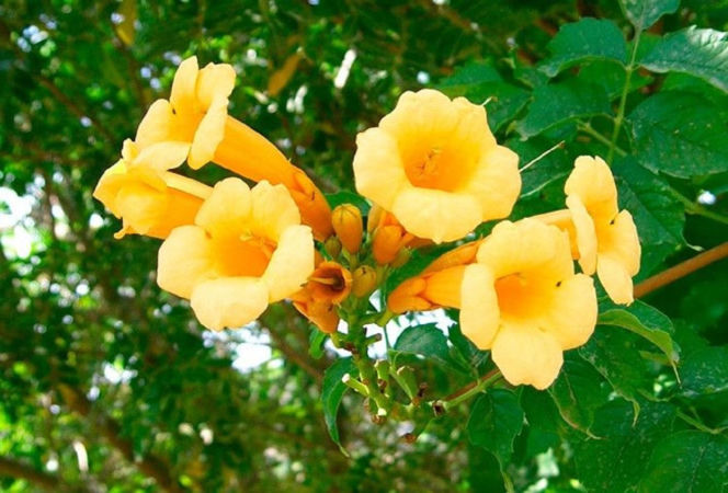 Ta roślina to znakomita alternatywa dla tui. Posadź w ogrodzie, a nie pożałujesz