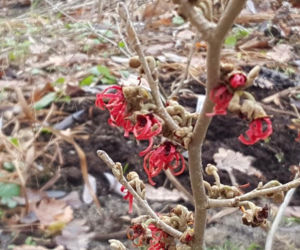 Do Bydgoszczy zbliża się wiosna. Te znaki nie zostawiają wątpliwości