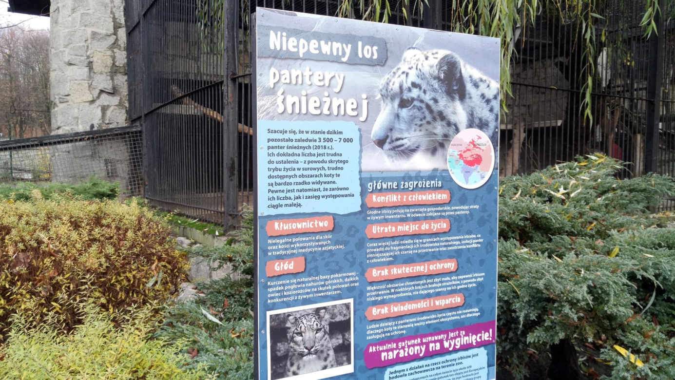 Pracownicy śląskiego ZOO chcą ratować pantery śnieżne