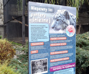 Pracownicy śląskiego ZOO chcą ratować pantery śnieżne