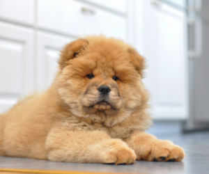 Chow Chow 