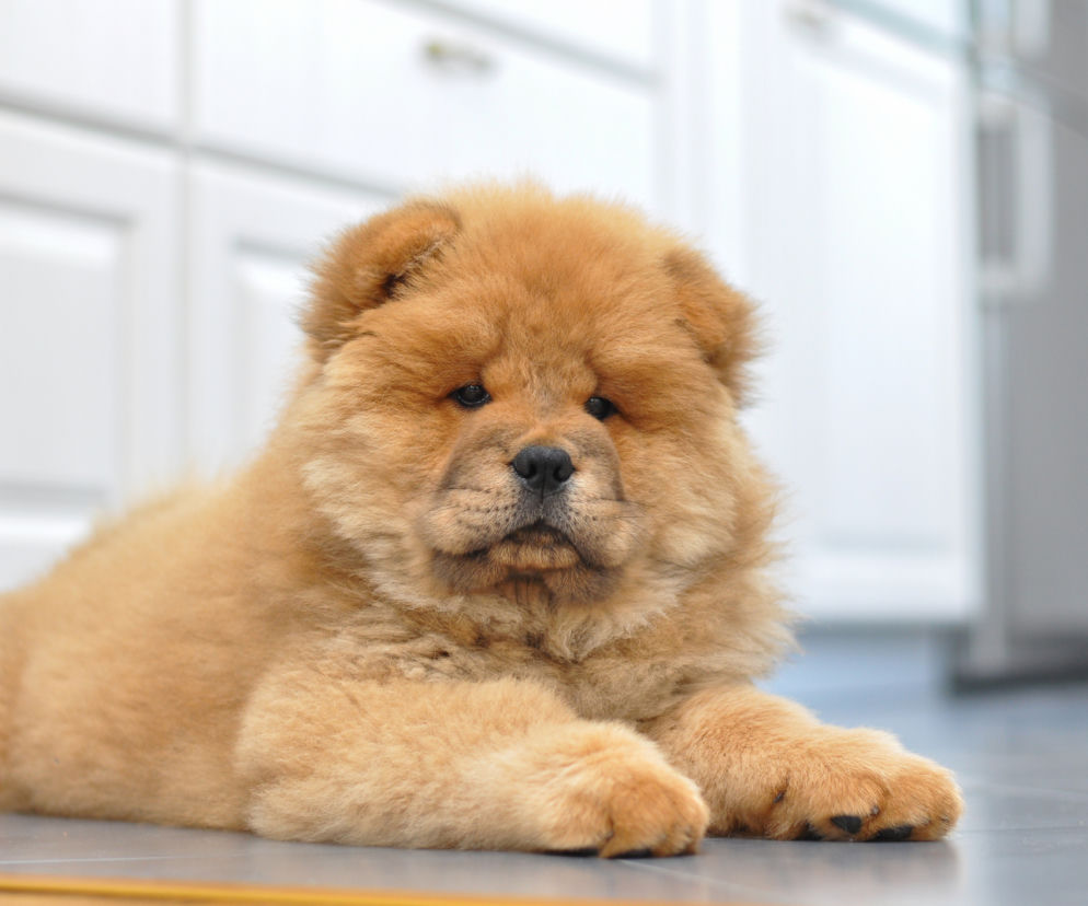 Chow Chow 