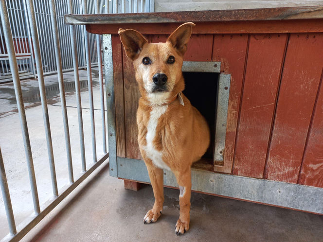 ​Śmieciarki ze zdjęciami psów wyjechały na ulice Leszna. Ruszyła akcja „Czysta Miłość”