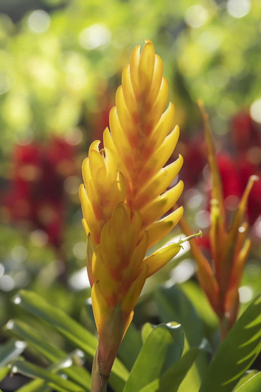 Frizea lśniąca (Vriesea splendens) 
