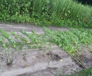 Nielegalna uprawa konopi tuż przy drodze w okolicach Gniezna. Do kogo należała? [ZDJĘCIA]