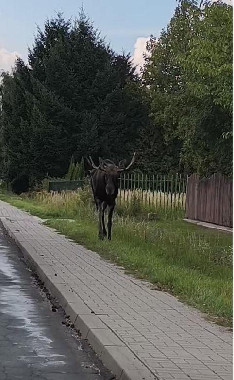 Zakochany łoś na ulicach Lublina. Nic nie robił sobie z samochodów