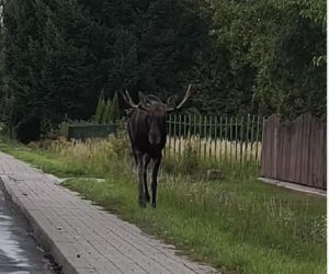 Zakochany łoś na ulicach Lublina. Nic nie robił sobie z samochodów