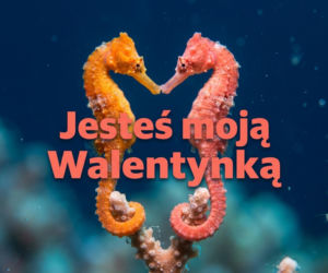 Najlepsze kartki walentynkowe 2026. Życzenia na Walentynki