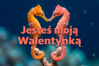 Najlepsze kartki walentynkowe 2026. Życzenia na Walentynki