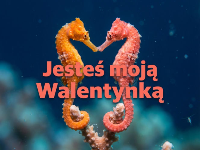 Najlepsze kartki walentynkowe 2026. Życzenia na Walentynki