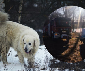 Z wody wydobyto truchła dwóch owczarków podhalańskich. Miały rany postrzałowe
