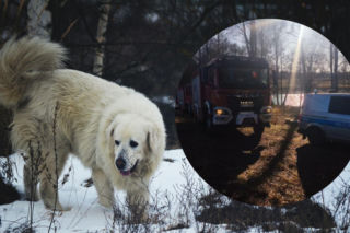 Z wody wydobyto truchła dwóch owczarków podhalańskich. Miały rany postrzałowe