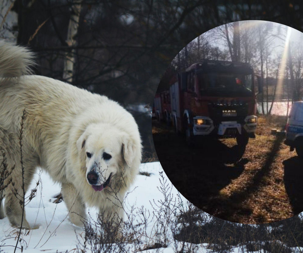 Z wody wydobyto truchła dwóch owczarków podhalańskich. Miały rany postrzałowe