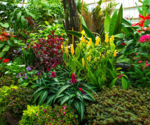 Rośliny w ogrodzie zimowym