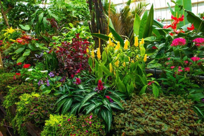 Rośliny w ogrodzie zimowym