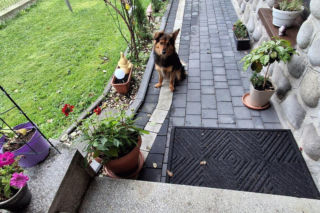 Oskarowa rola Kiwaczka. Ktoś do niego strzelał z wiatrówki, dziś ma nowy dom