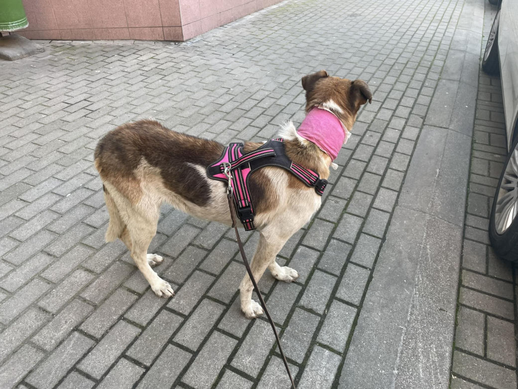 Ktoś poderżnął gardło suczce, a potem porzucił jak śmiecia! Bambi konała w męczarniach [ZDJĘCIA]