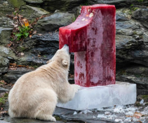Kazirodztwo w berlińskim zoo. Mama i tata niedźwiedzicy Herty to rodzeństwo