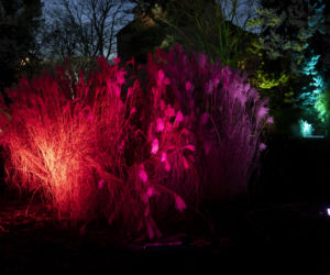 Bajkowe iluminacje w Ogrodzie Botanicznym we Wrocławiu