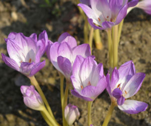 Zimowit jesienny, odmiana 'The Giant'
