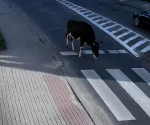 „Moo-żesz to zobaczyć?” Krowa z Żuromina stała się gwiazdą internetu