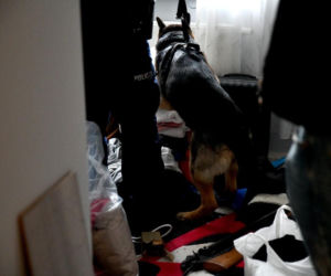 Policja weszła do kilkunastu mieszkań. Wielka akcja służb w Podlaskiem