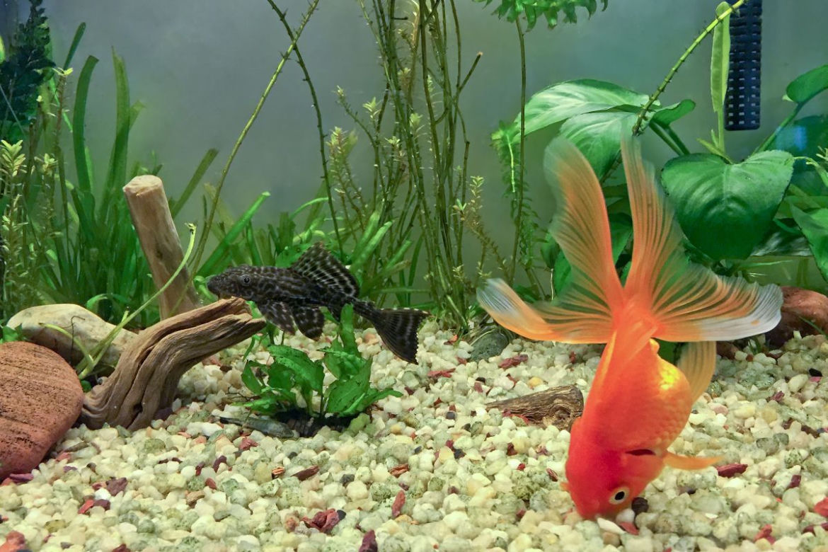 Anubias
