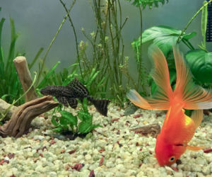 Anubias