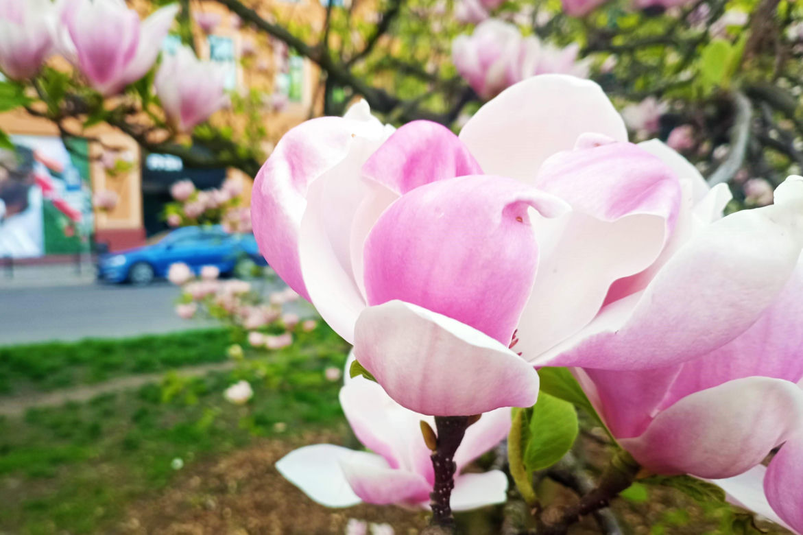 Magnolie w Szczecinie