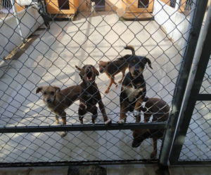 Trwa remont w schornisku dla zwierząt na radomskim Wincentowie 