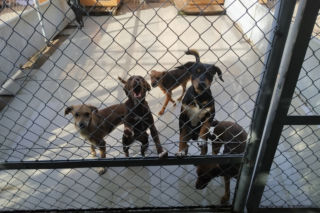 Można pomóc radomskiemu schronisku. Jak to zrobić? 