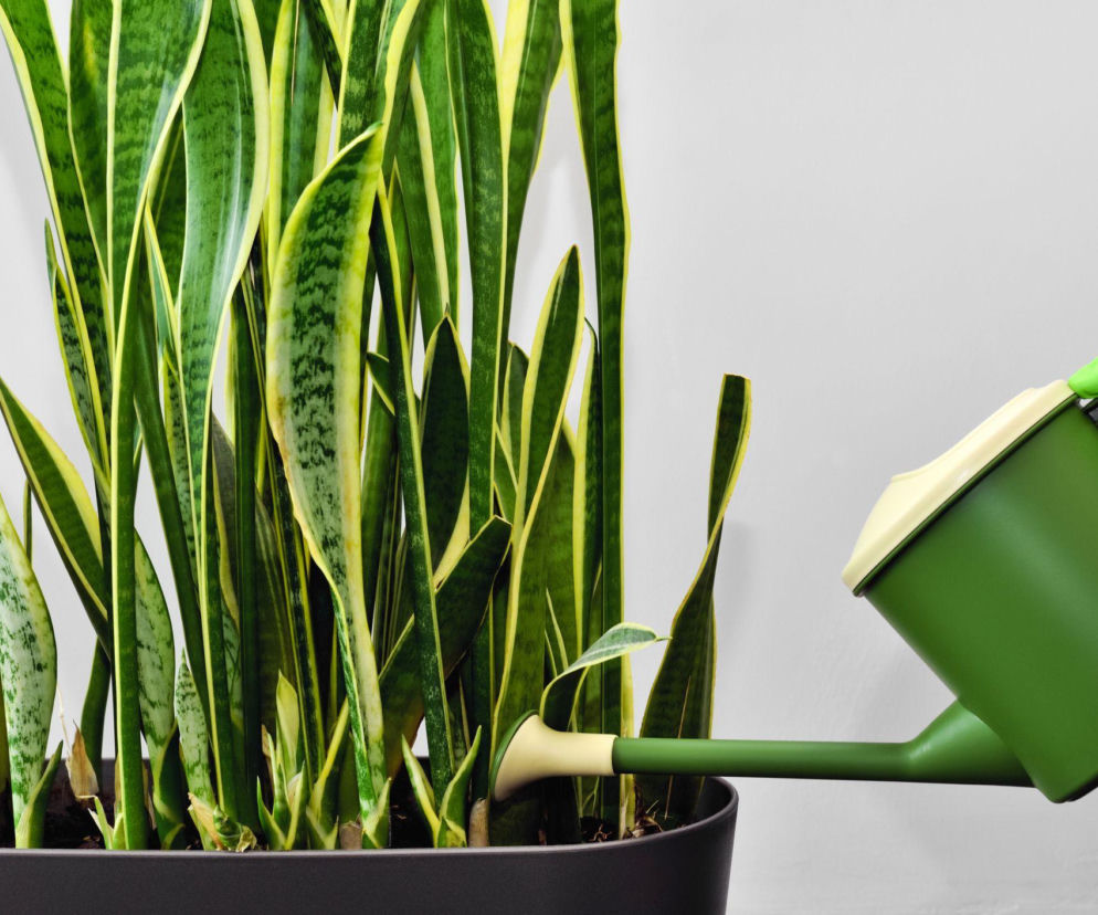 Podlewanie sansewierii