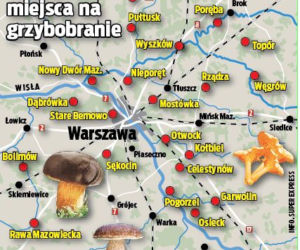 Tutaj są grzyby