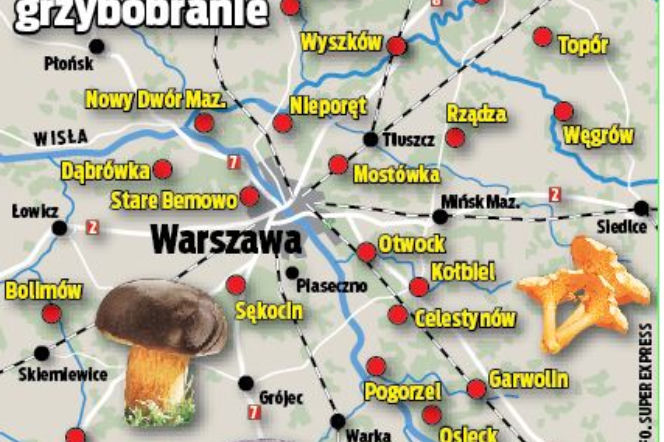 Tutaj są grzyby