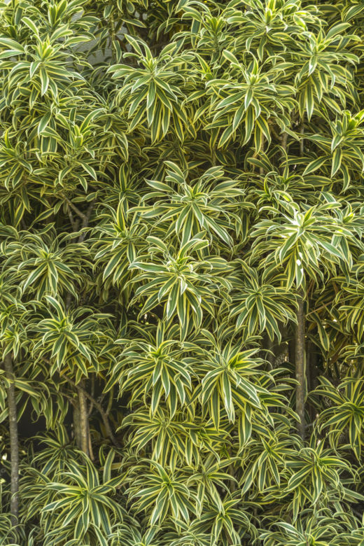 Dracena odwrócona