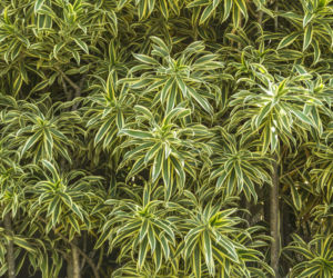 Dracena odwrócona
