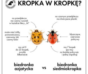 Inwazja biedronek azjatyckich. Jak wyglądają? Jak pozbyć się ich z domu? 
