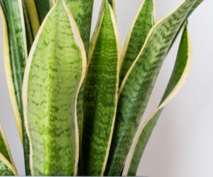 Zabieram całej rodzinie i podsypuję ziemię wokół sansewierii. Kwiat wypuszcza nowe liście i nie żółknie. Domowy nawóz do sansewierii