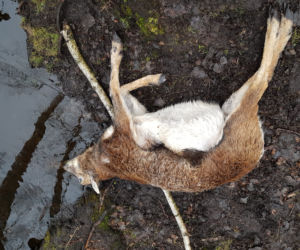 Wilki zagryzły zwierzęta hodowlane