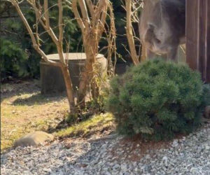 Szokujące nagranie z ogrodu Ewy Gawryluk! Takich gości się nie spodziewała